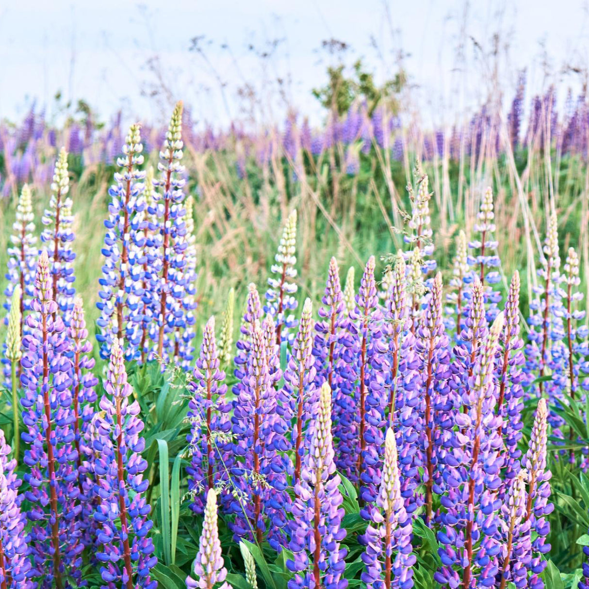 Lupine Seeds - Wild Perennial