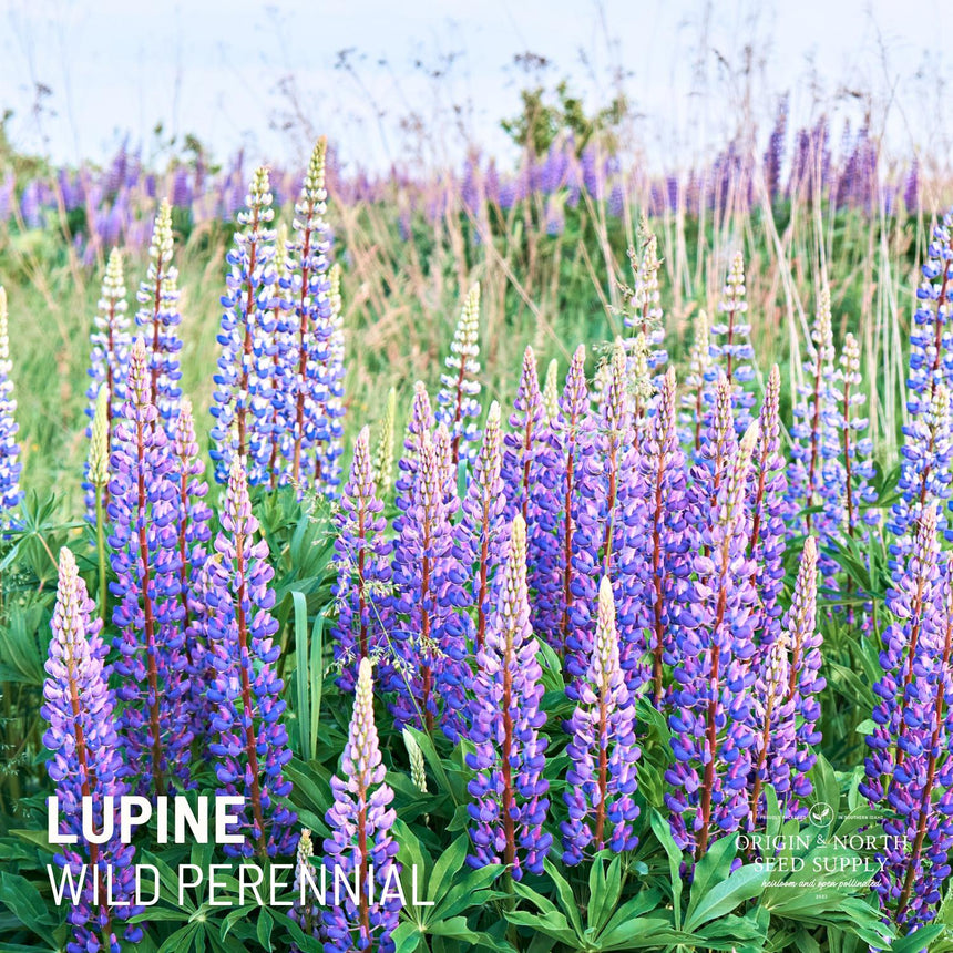 Lupine Wild Perennial x 50 seeds