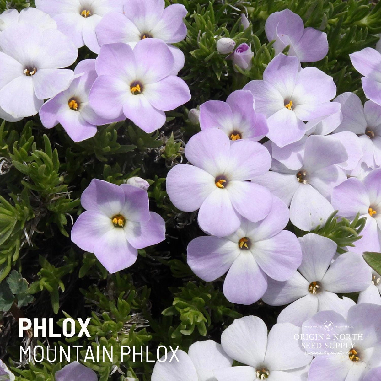 Mountain Phlox Seed