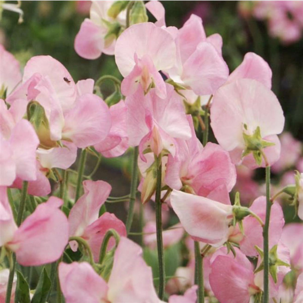 Sweet Pea Seeds - Mammoth Salmon Cream