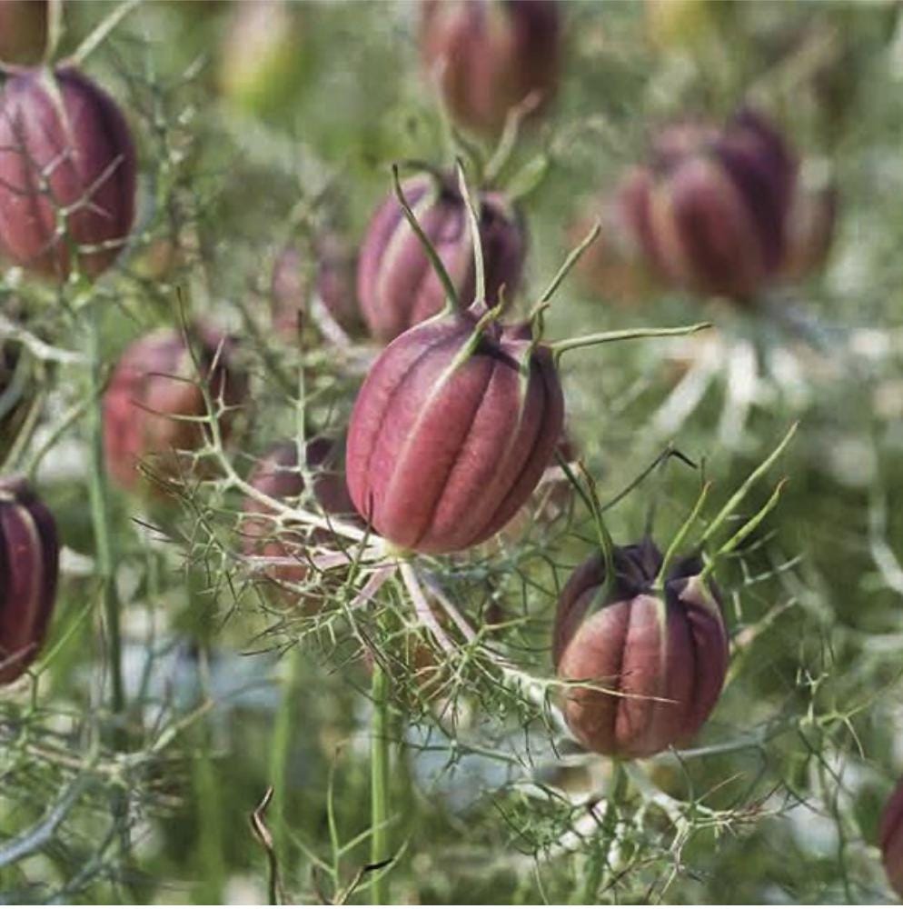 Nigella Seeds - Black Pod