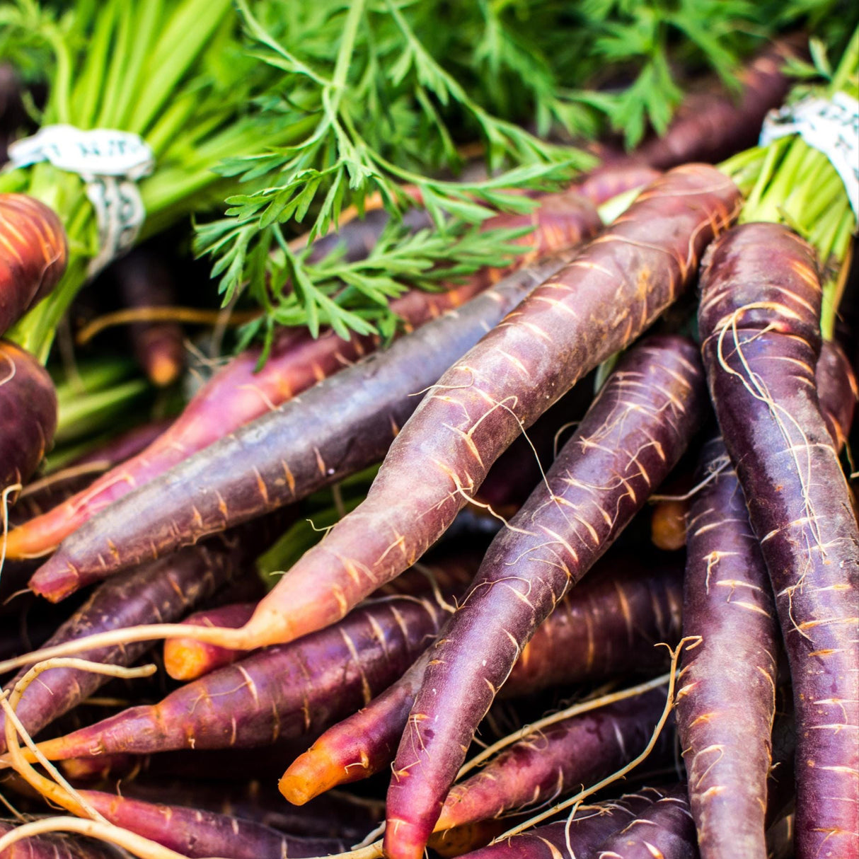 Carrot Seeds - Cosmic Purple