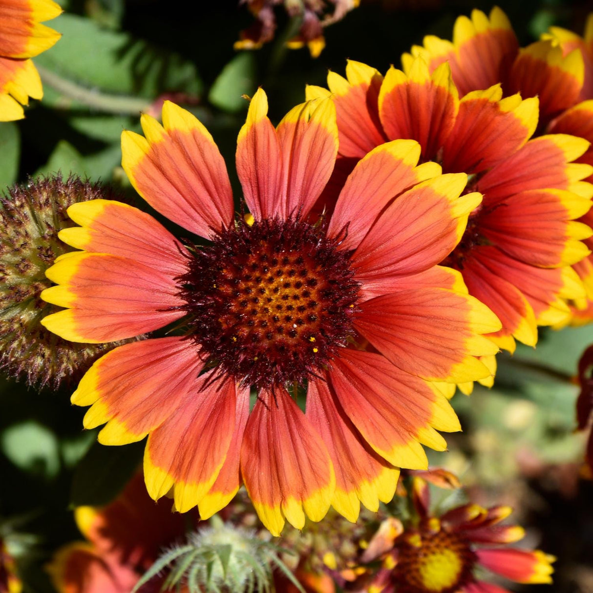Indian Blanket Flower Seeds