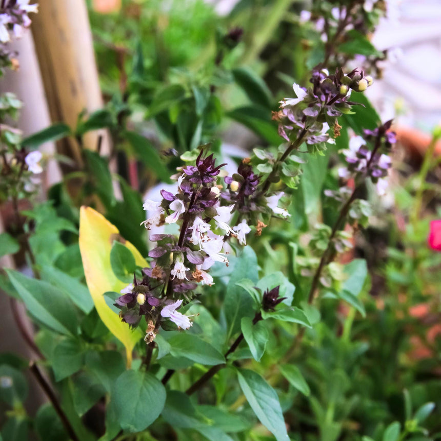 Basil Cinnamon x 50 seeds