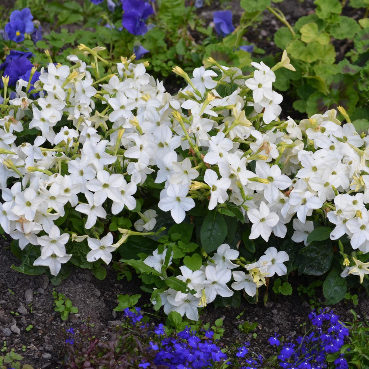 Jasmine Tobacco x 50 Seeds