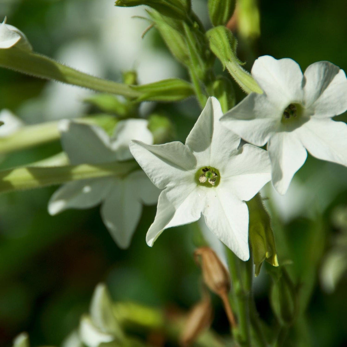 Jasmine Tobacco x 50 Seeds