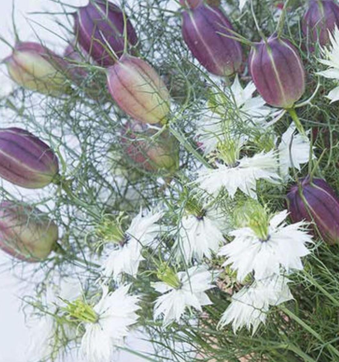 Nigella Seeds - Black Pod