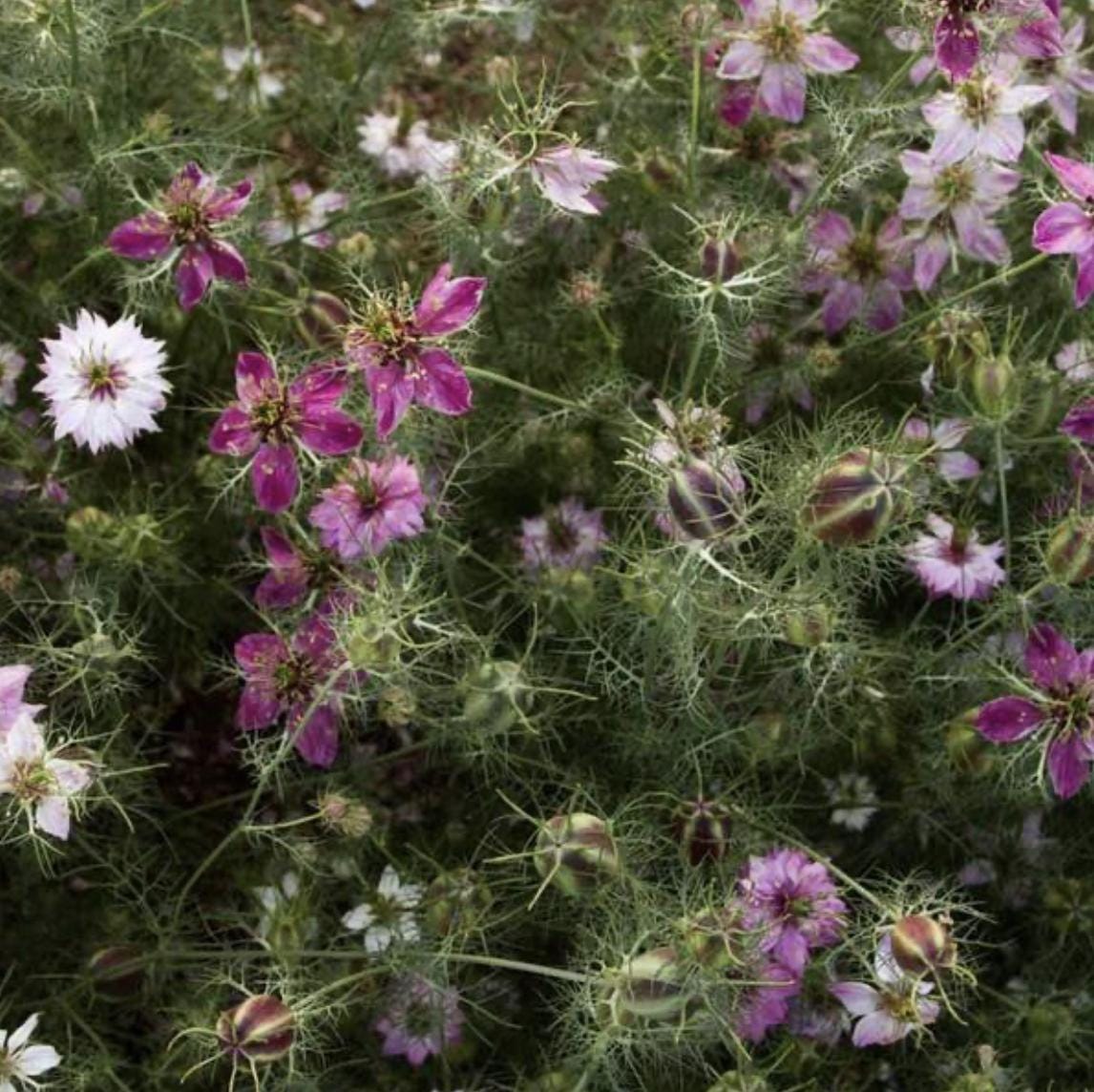 Nigella Seeds - Jeckyll Rose
