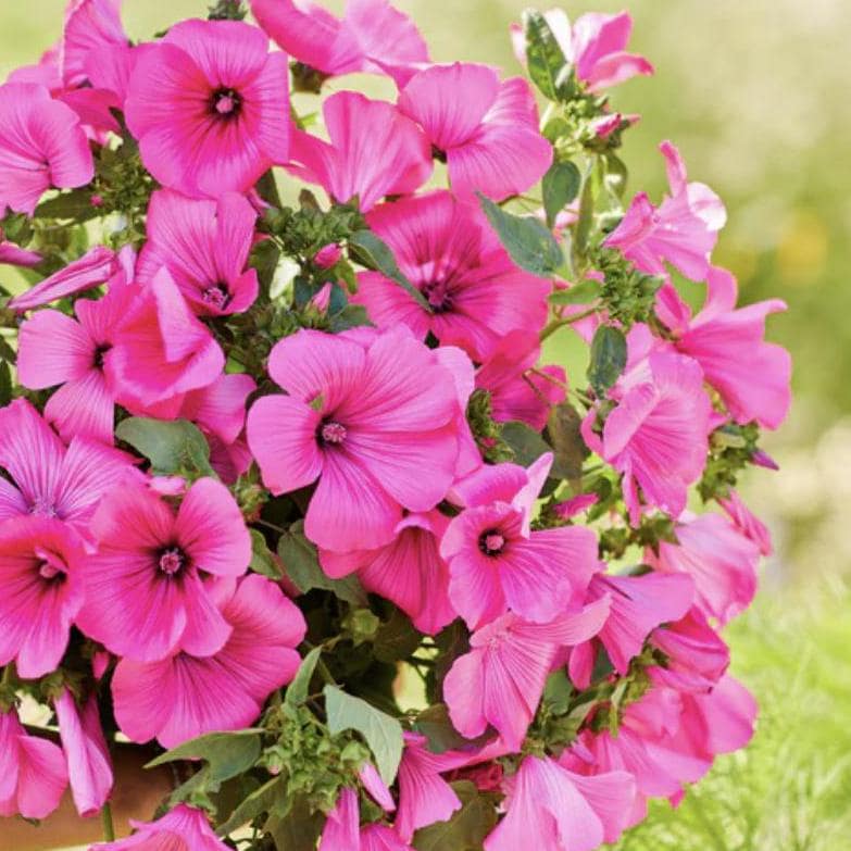 Tanagra Rose Mallow x 50 Seeds