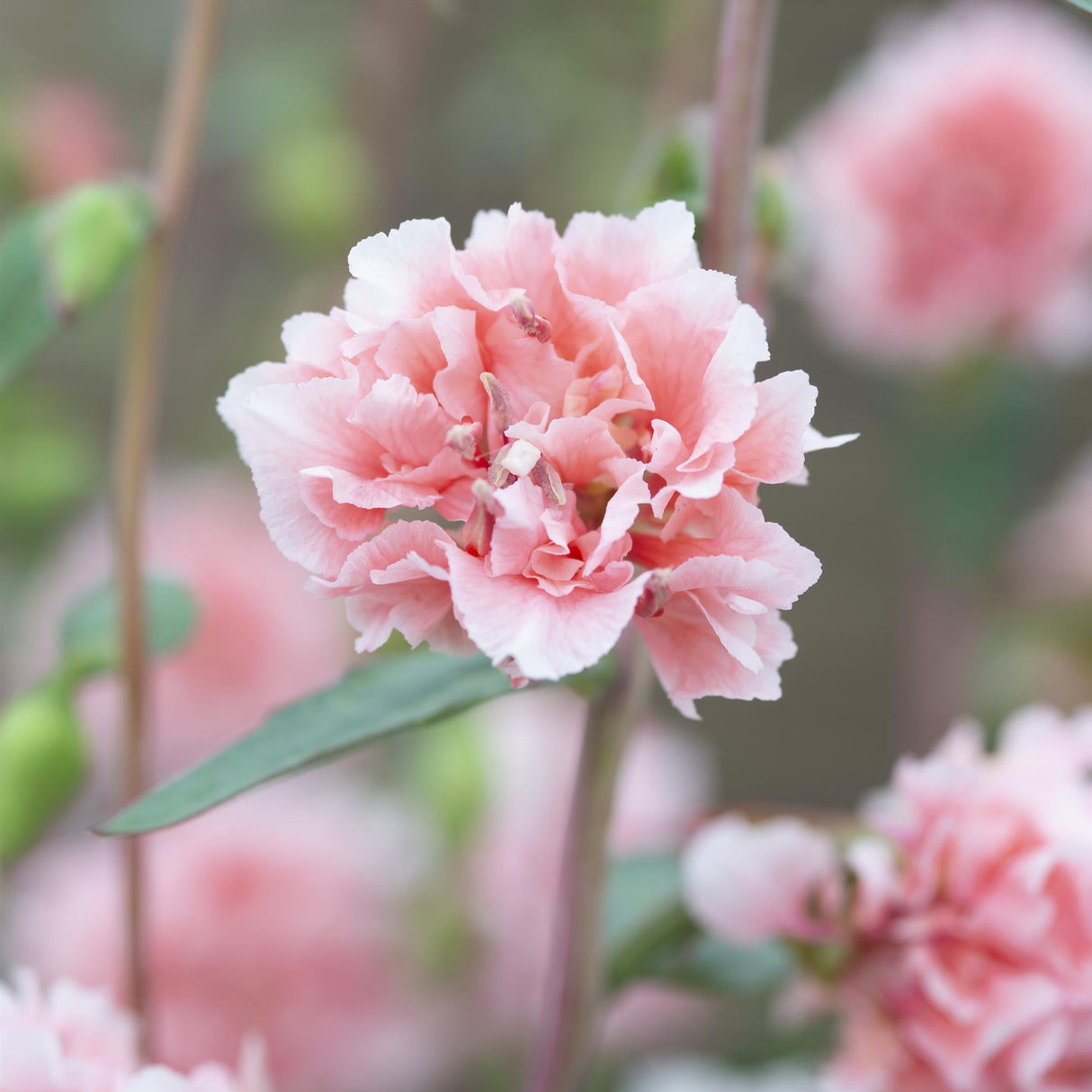 Clarkia Seeds - Enchantress