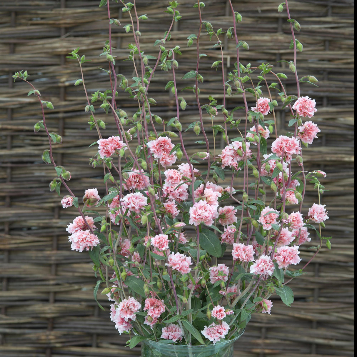 Clarkia Seeds - Enchantress