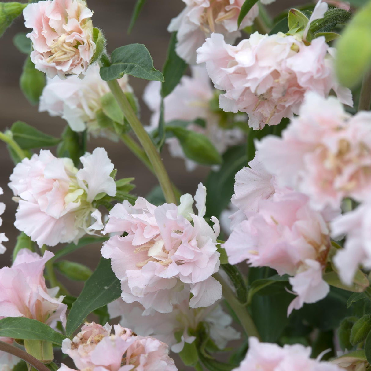 Clarkia Seeds - Appleblossom