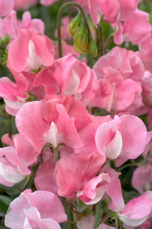Sweet Pea Seeds - Mammoth Rose Pink