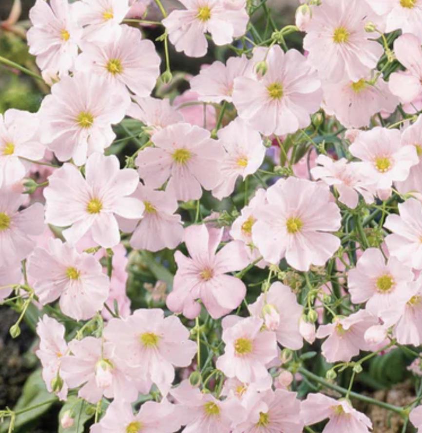 Baby's Breath Annual Baby Pink x 50 Seeds