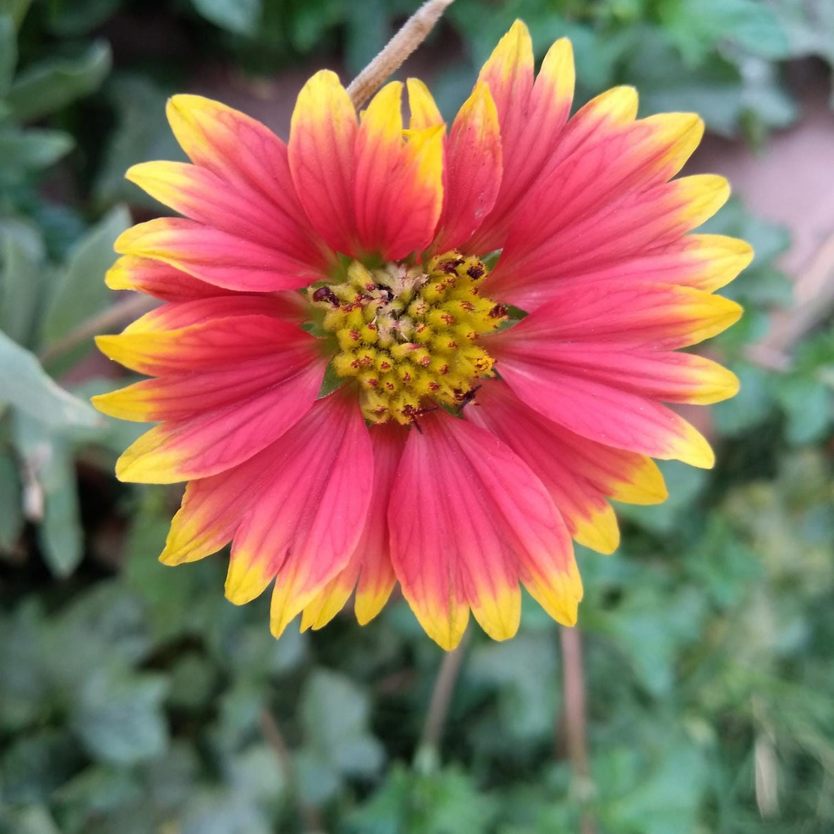 Indian Blanket Flower Seeds