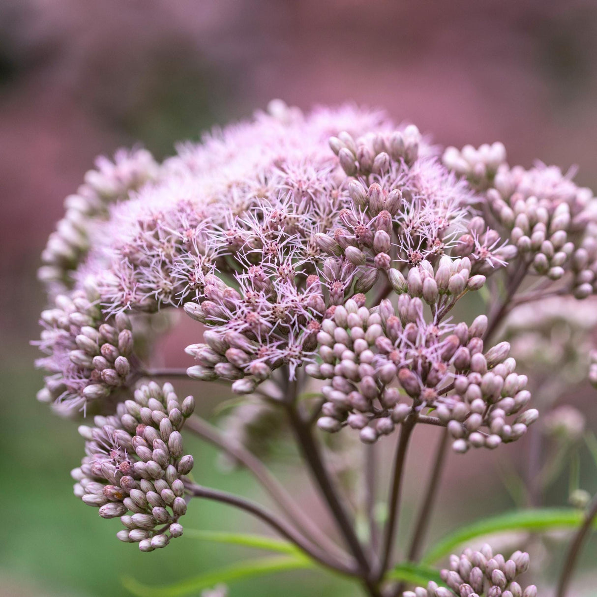 Joe Pye Weed Seeds