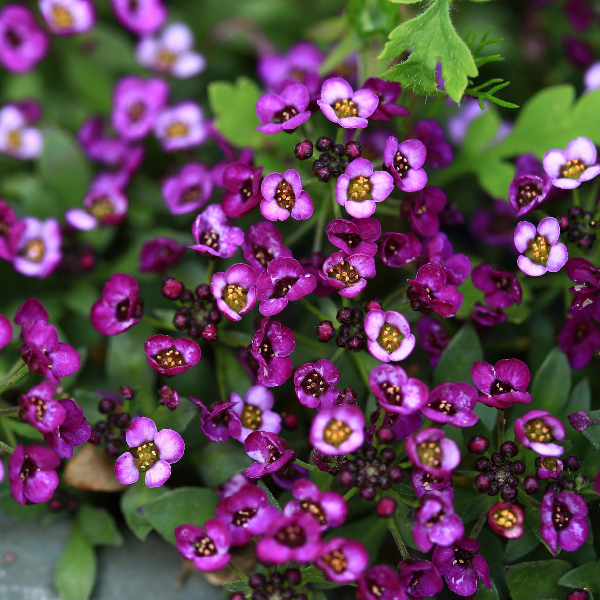 Alyssum Seeds - Wonderland Deep Purple