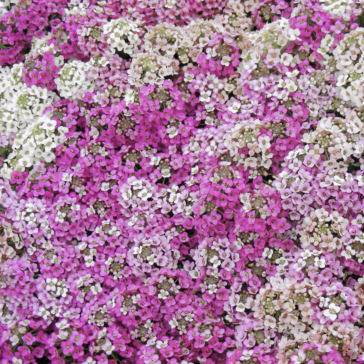 Alyssum Seeds - Wonderland Mix
