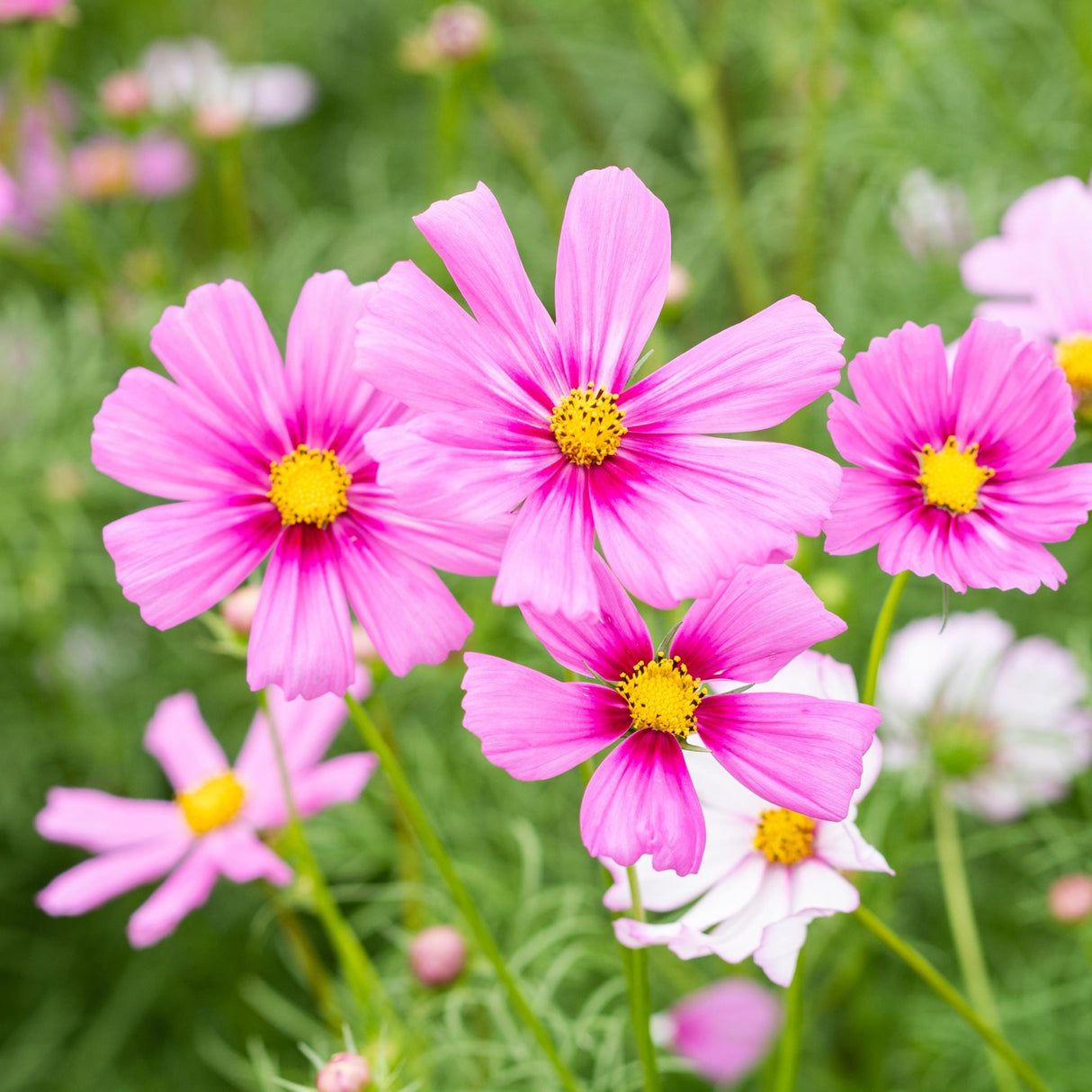 Cosmos Seeds - Radiance