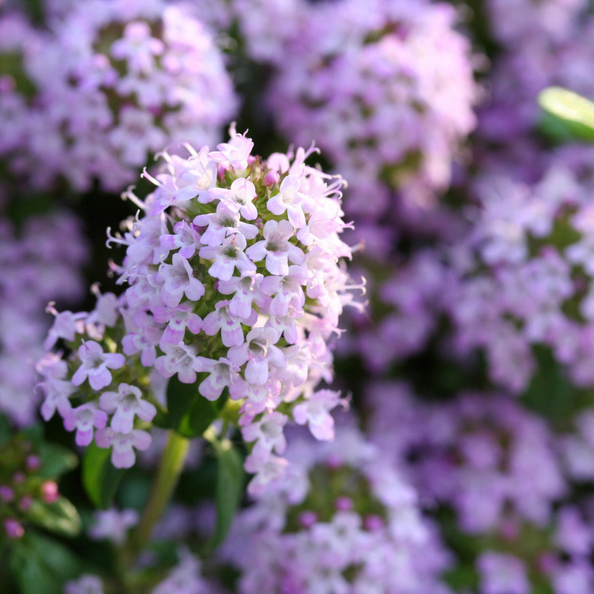 Creeping Thyme Seeds