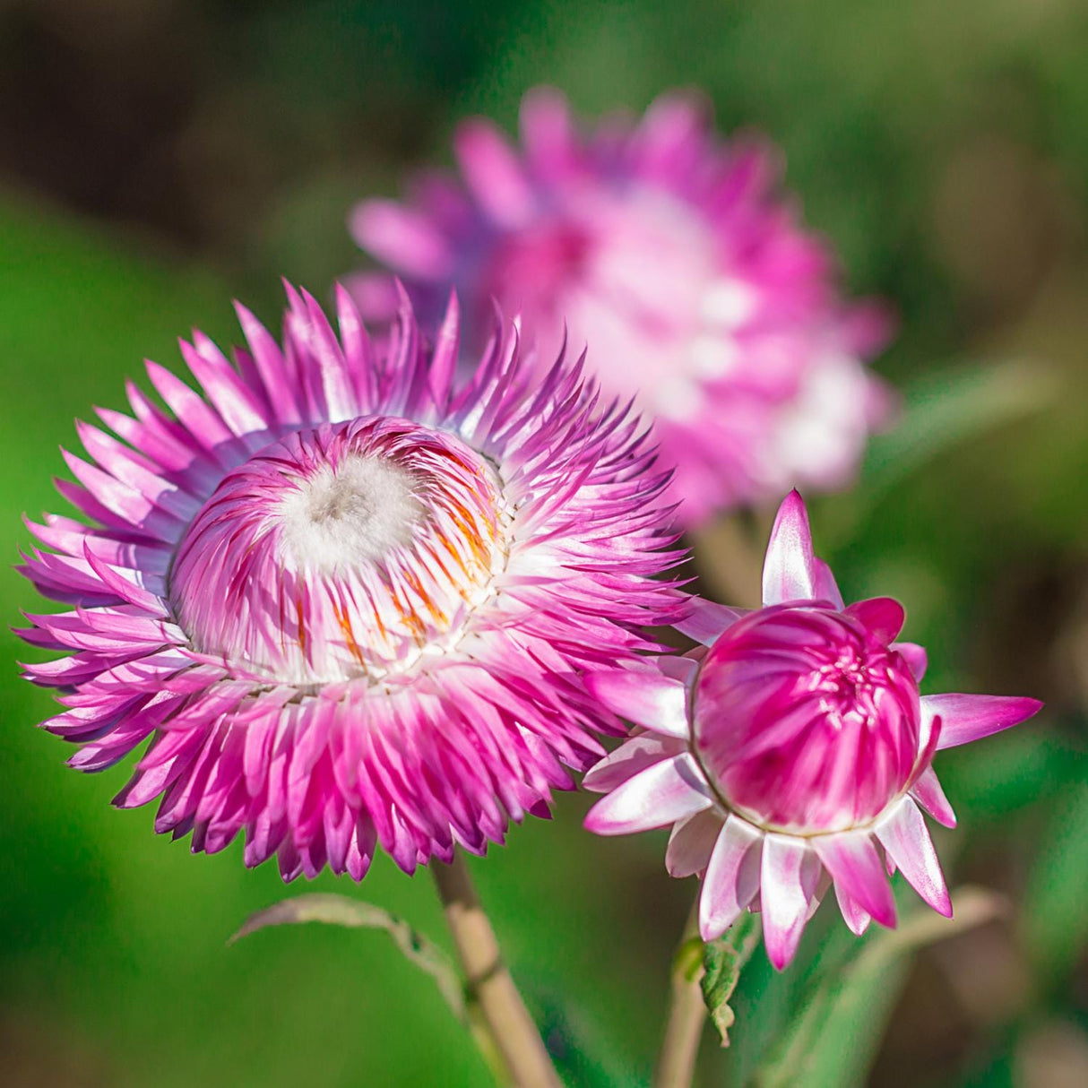 Strawflower Seeds - Bright Pink