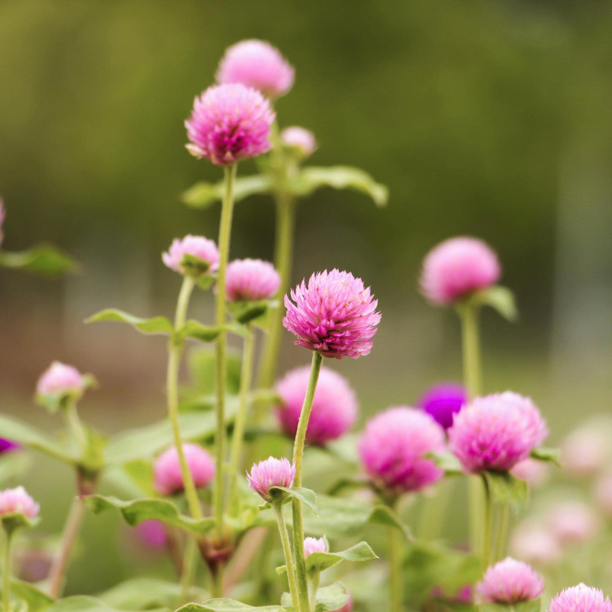 Gomphrena Seeds - Rose