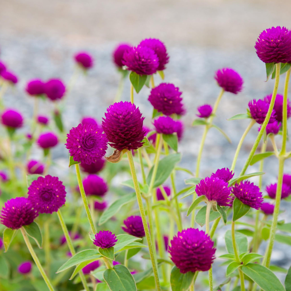 Gomphrena Seeds - Purple