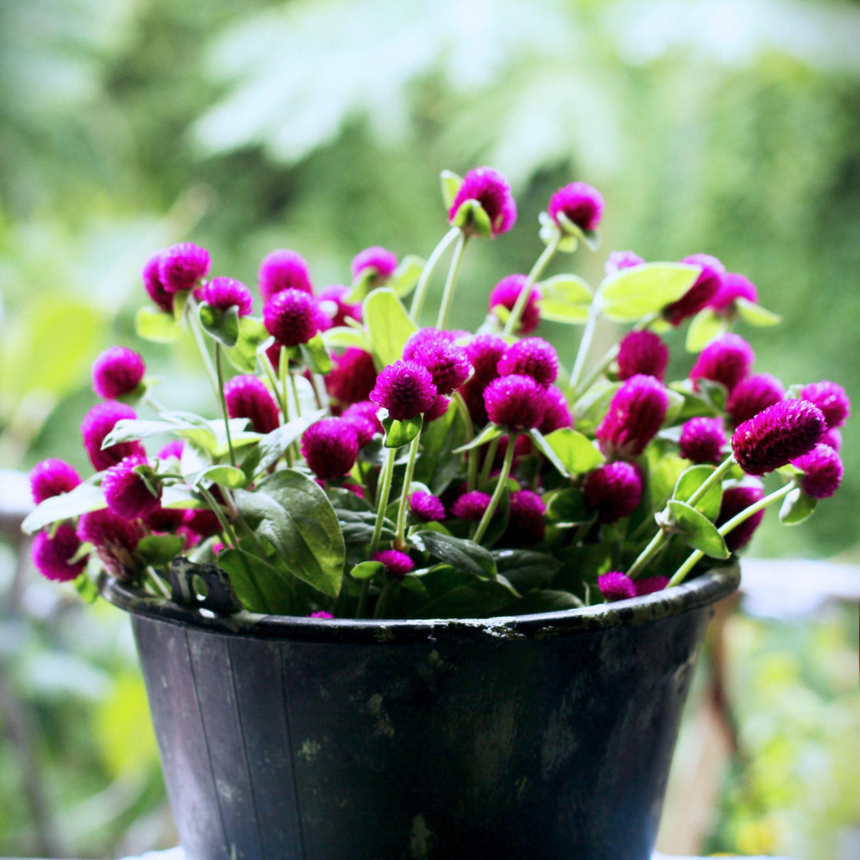 Gomphrena Seeds - Purple