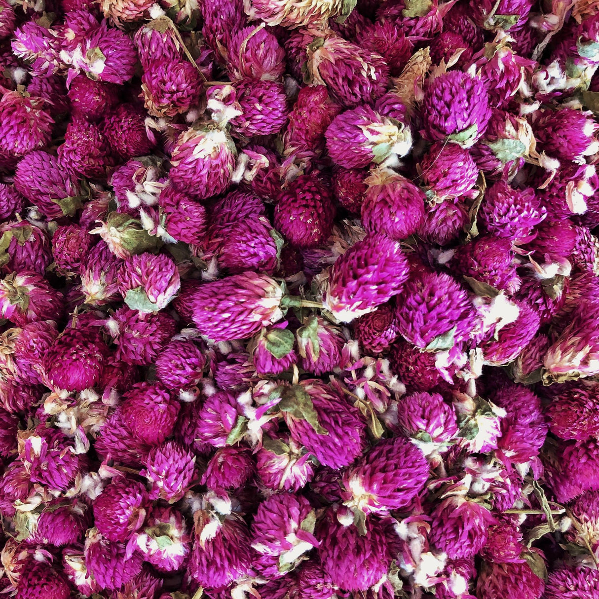Gomphrena Seeds - Purple
