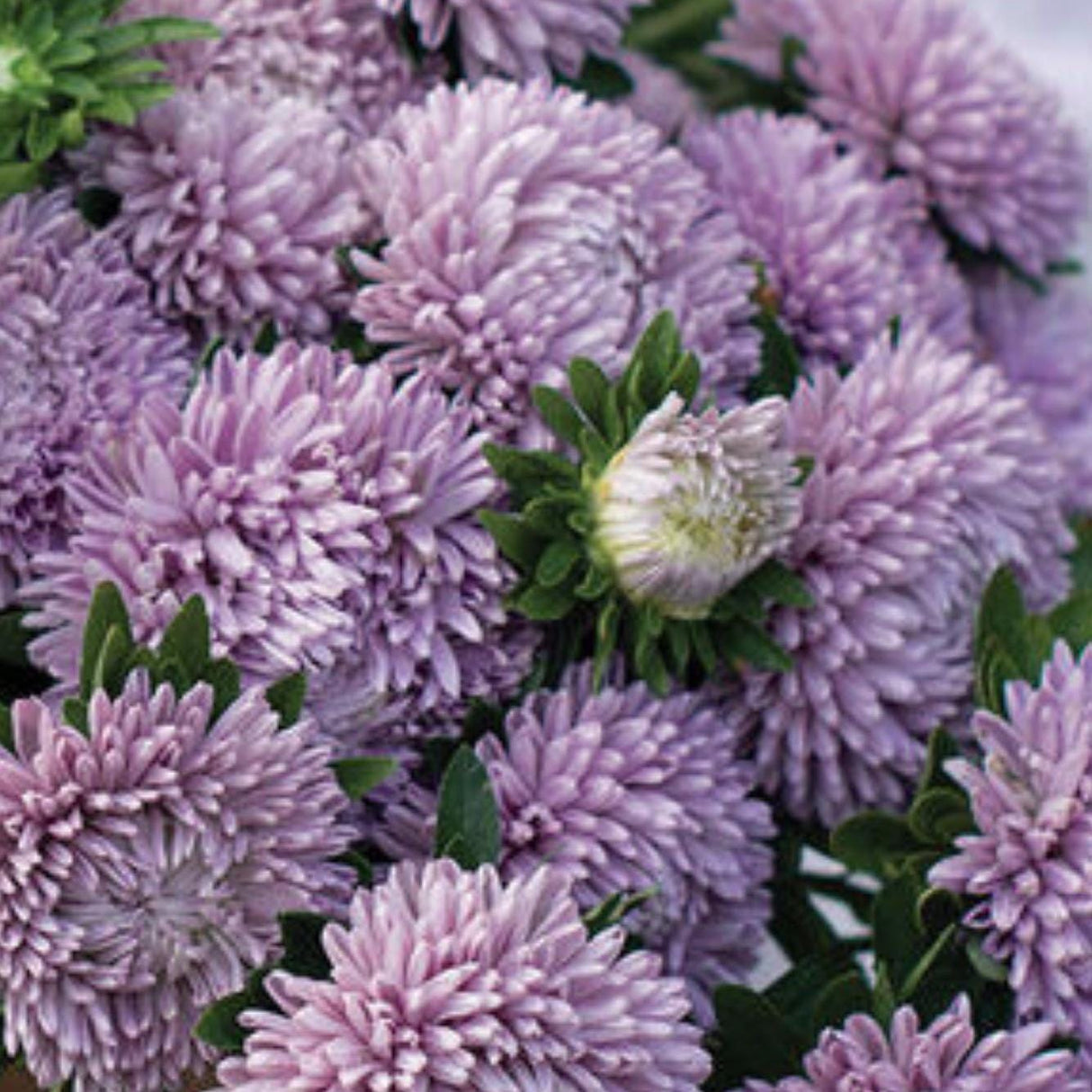 Aster Seeds - Milady Lilac