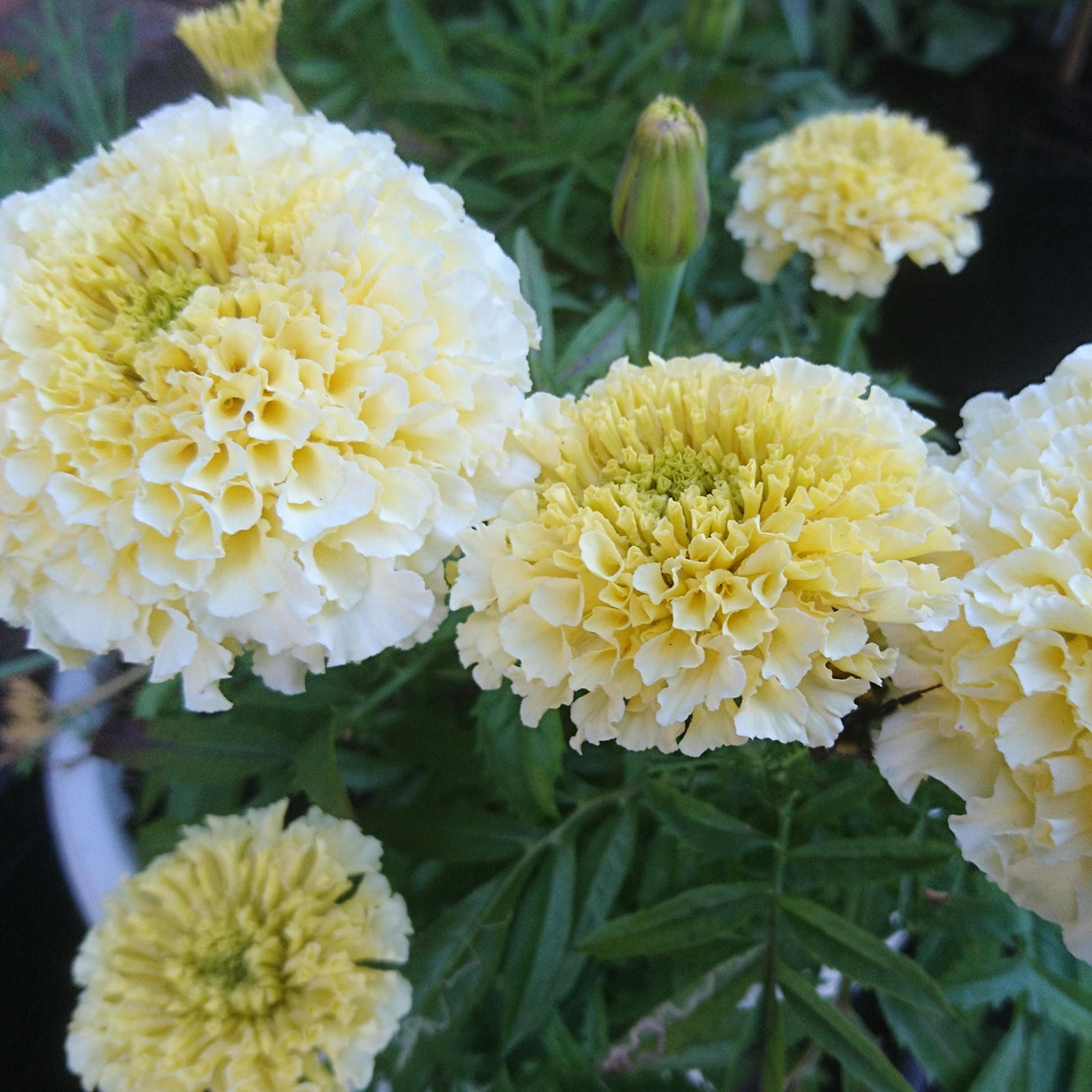 Marigold Seeds - African White