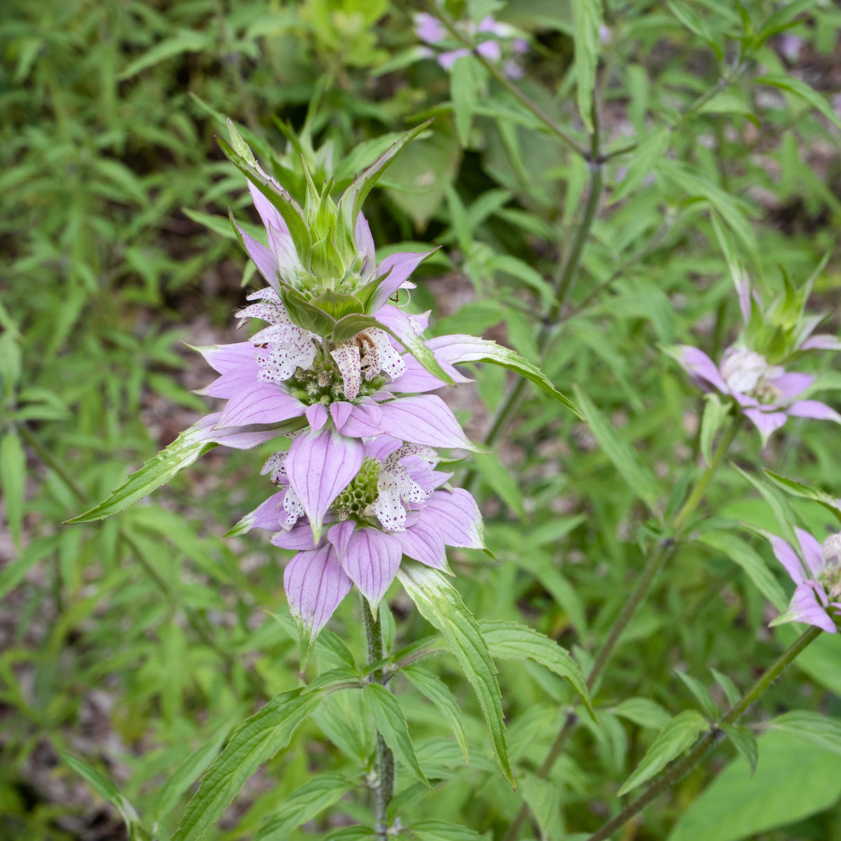 Monarda Seeds - Spotted Bee Balm