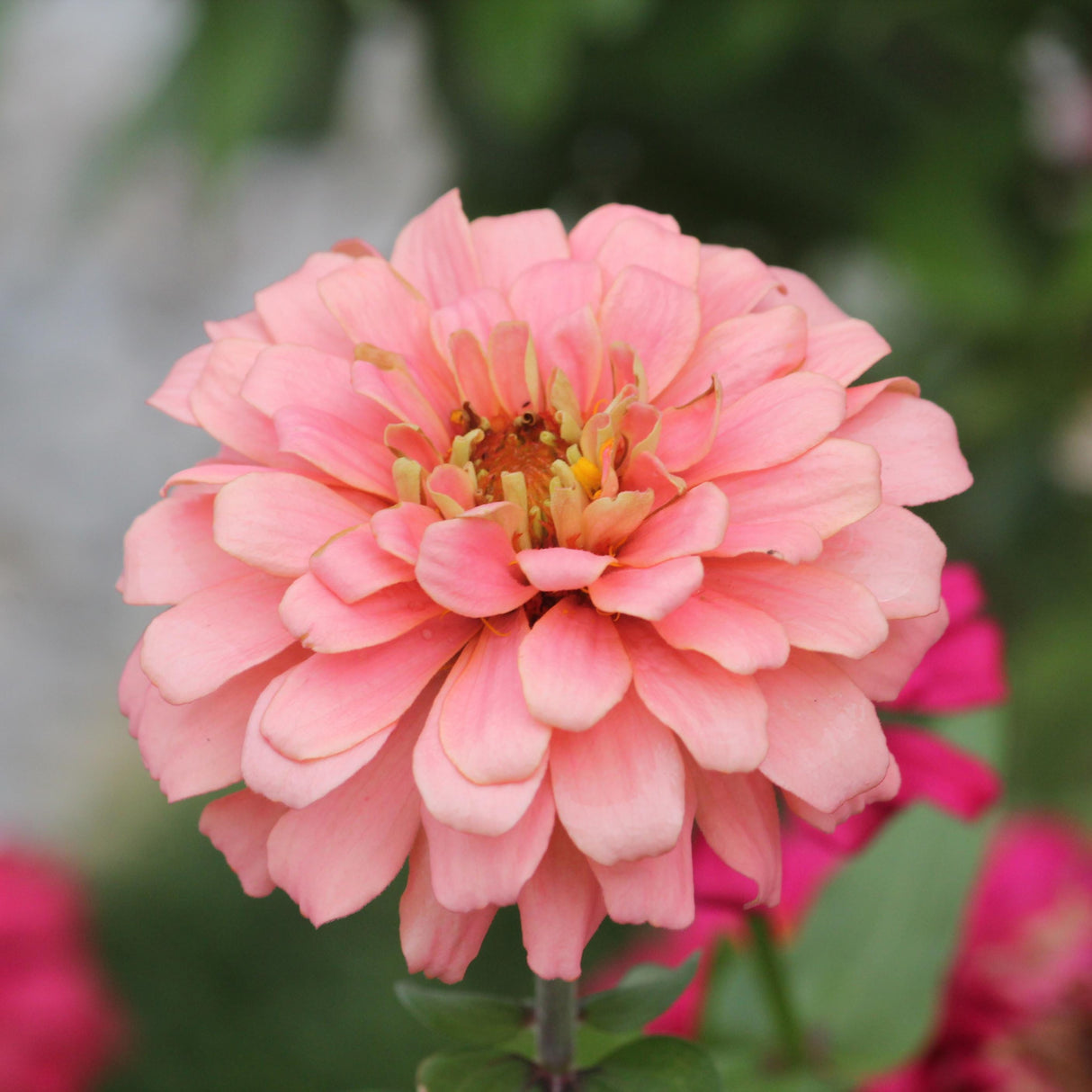 Zinnia Seeds - Oklahoma Salmon