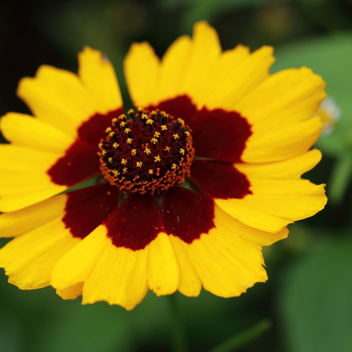 Coreopsis Seeds - Plains