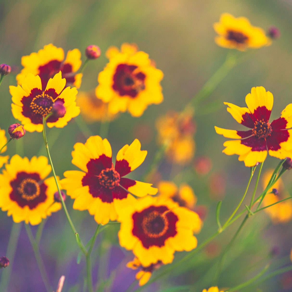 Coreopsis Seeds - Plains