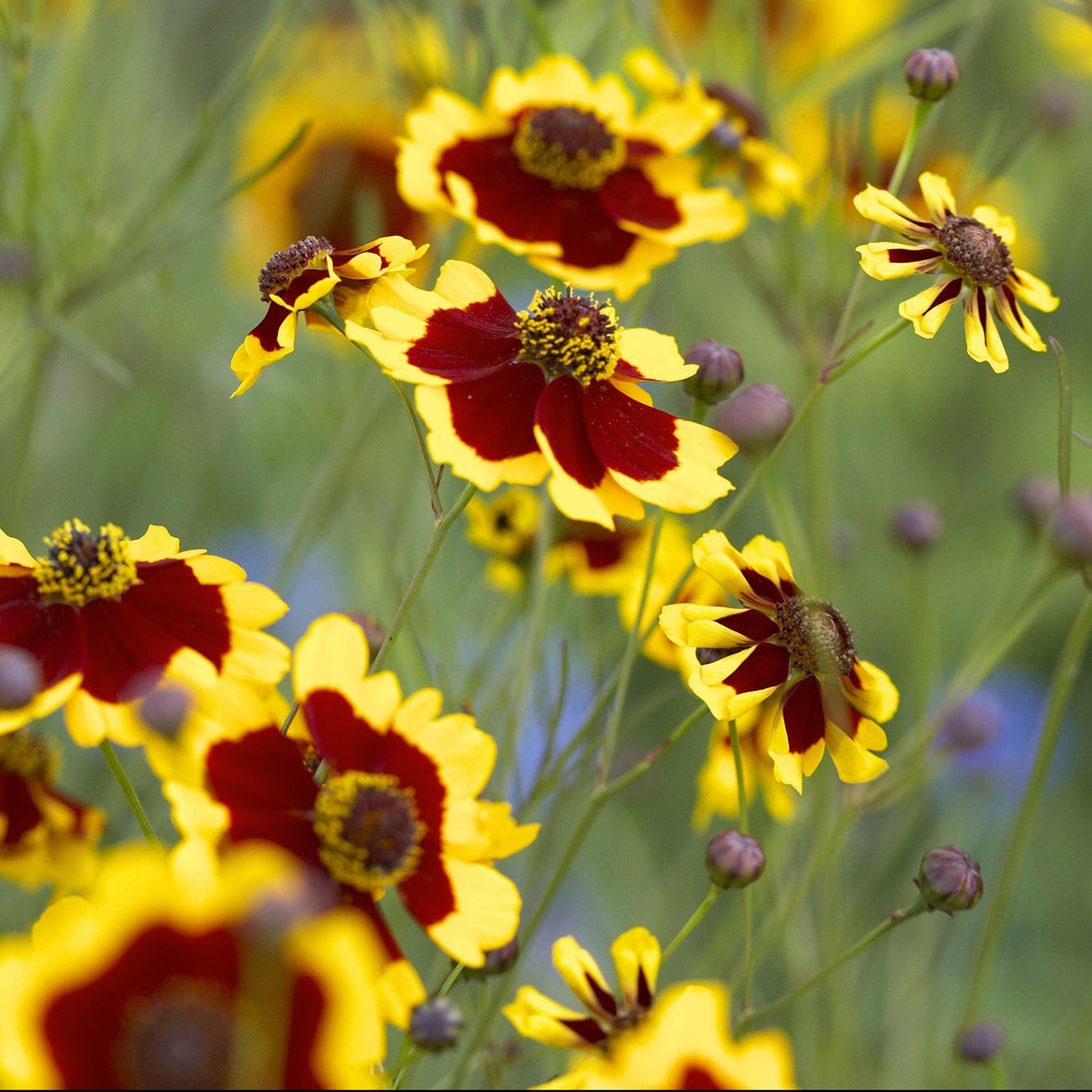 Coreopsis Seeds - Plains