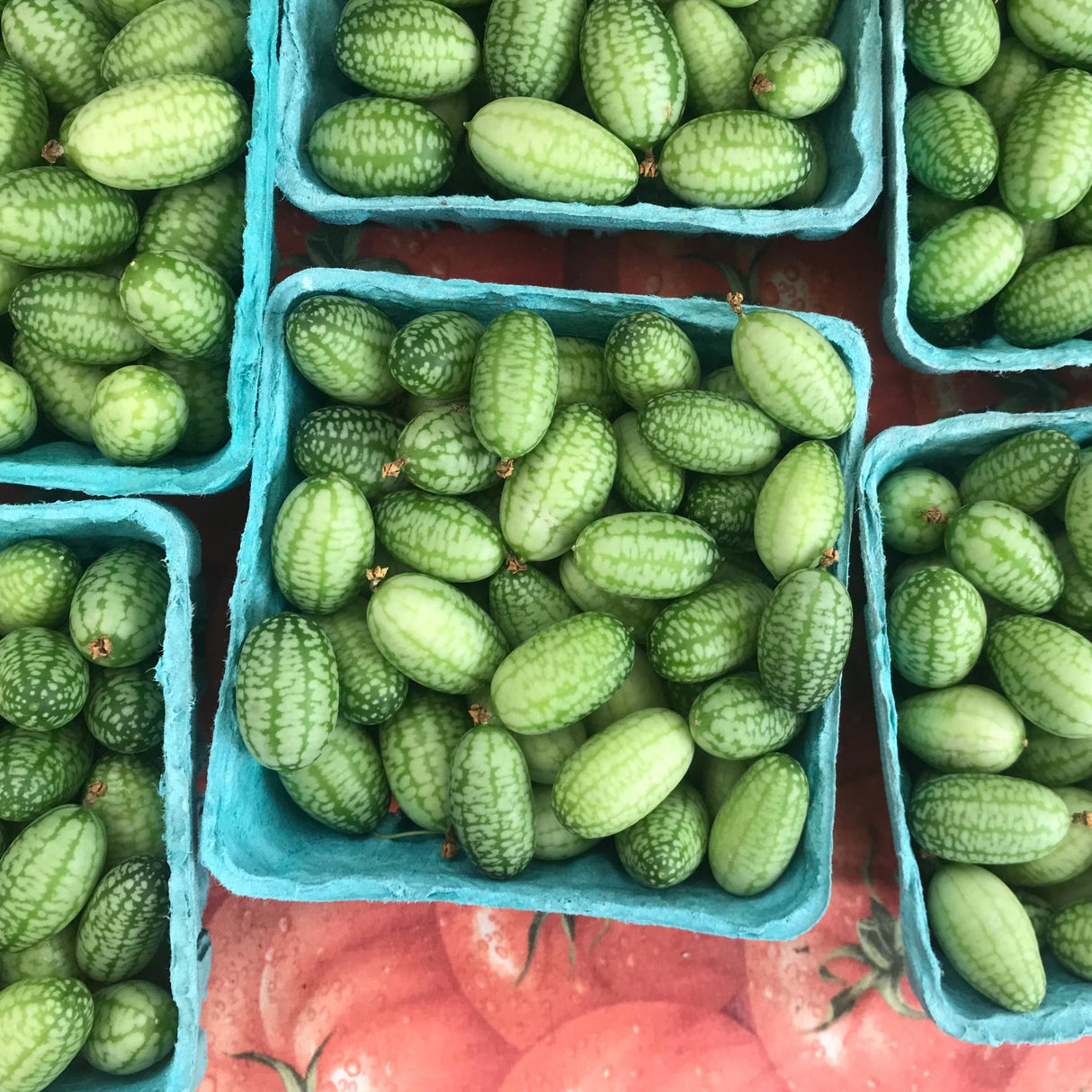 Cucumber Seeds - Mexican Sour Gherkin
