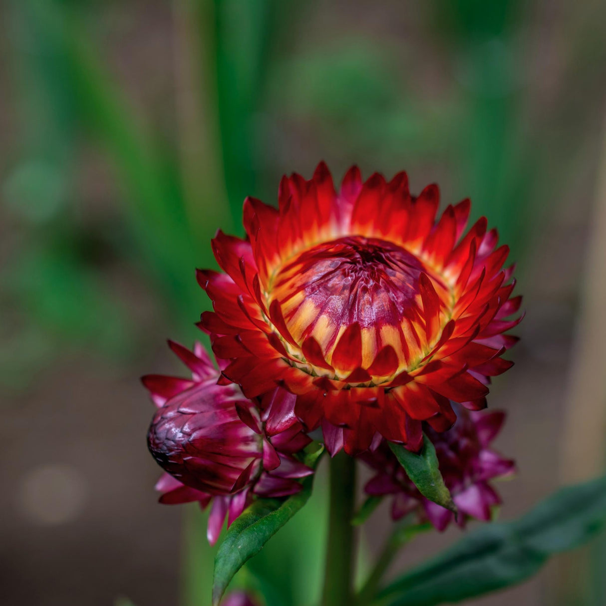 Strawflower Seeds - Scarlet