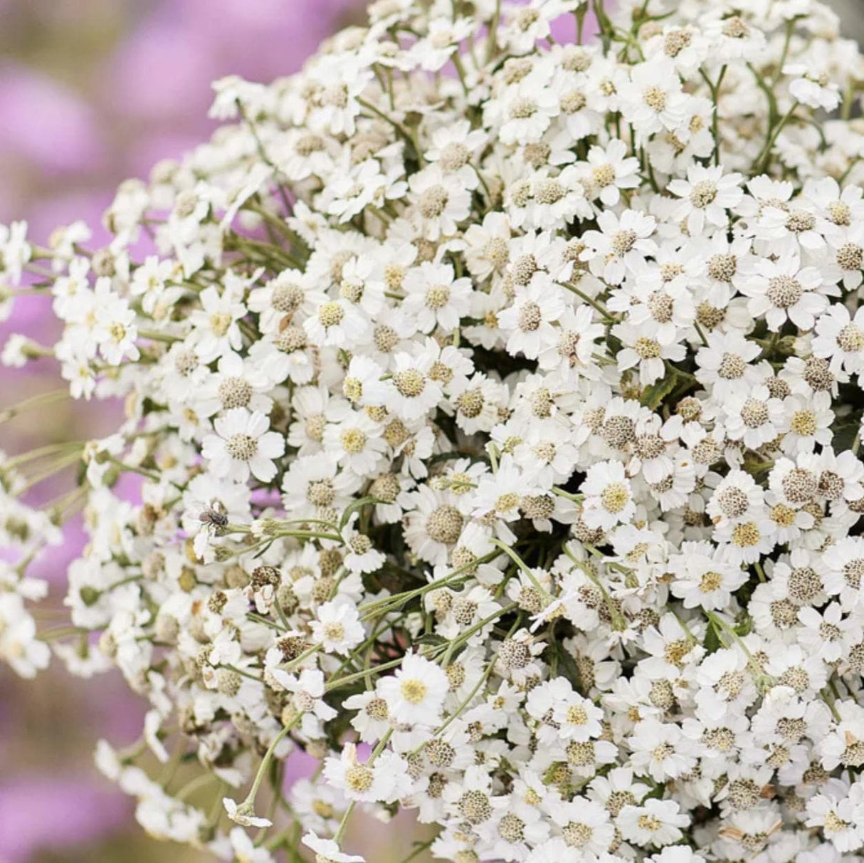 Yarrow Seeds - The Pearl