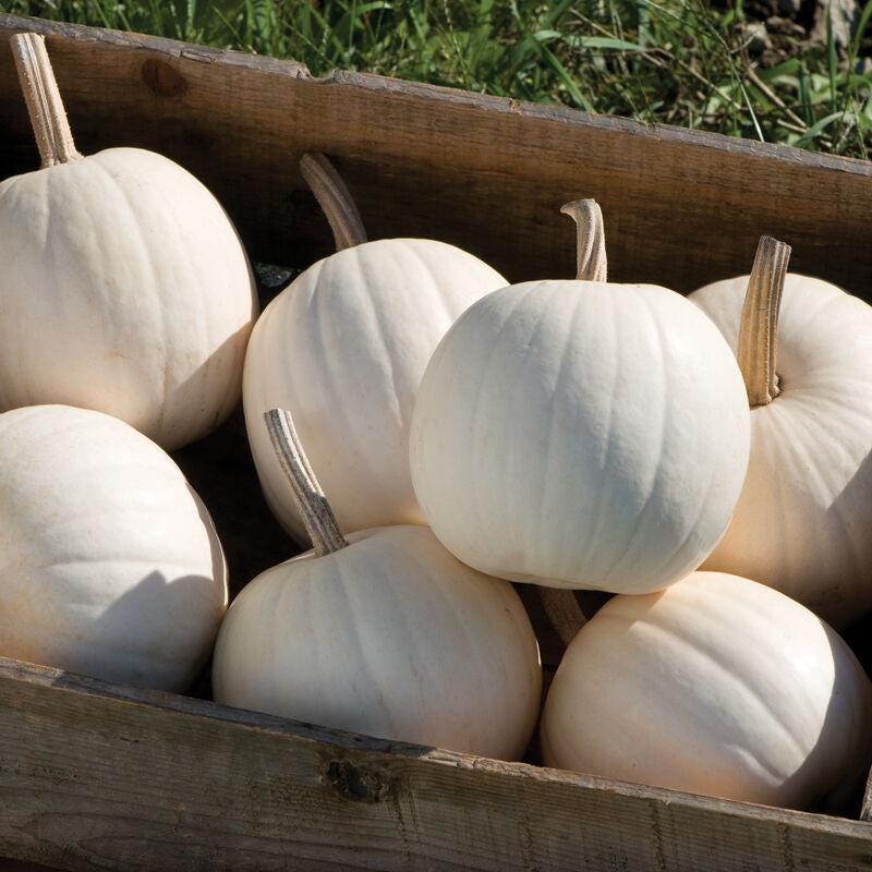 Pumpkin Seeds - Snowball