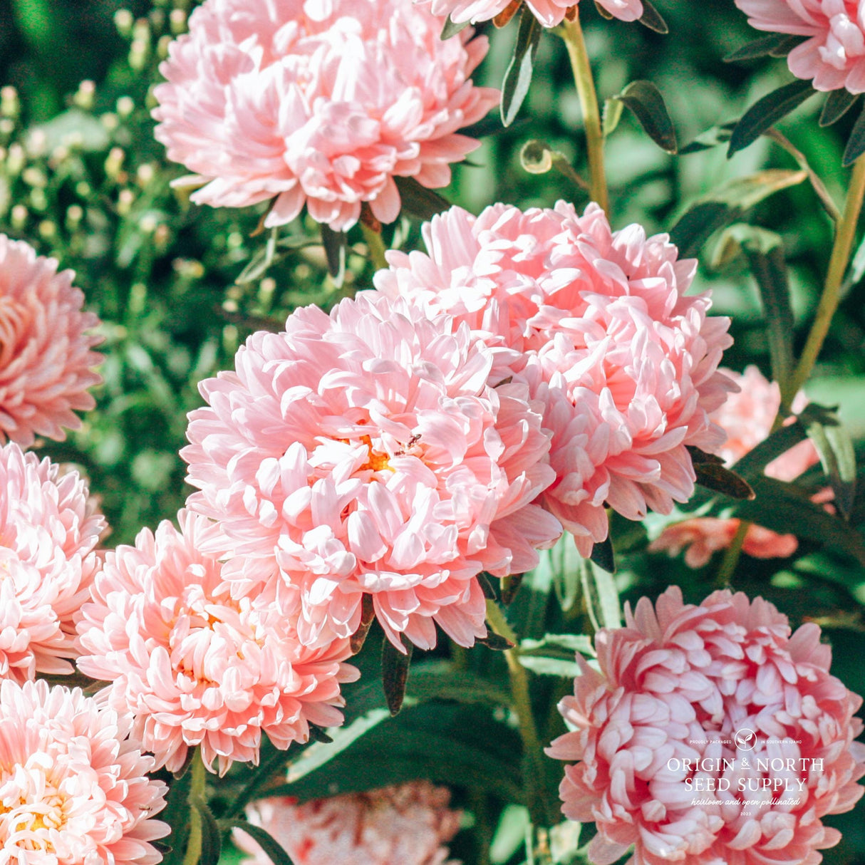 Aster Seeds - Peony Apricot