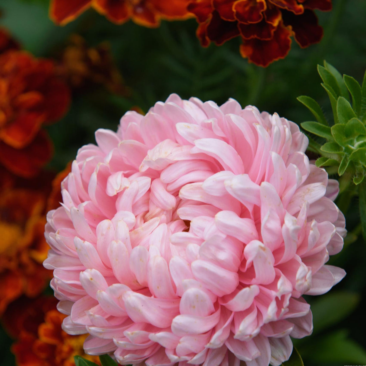 Aster Seeds - Peony Pink