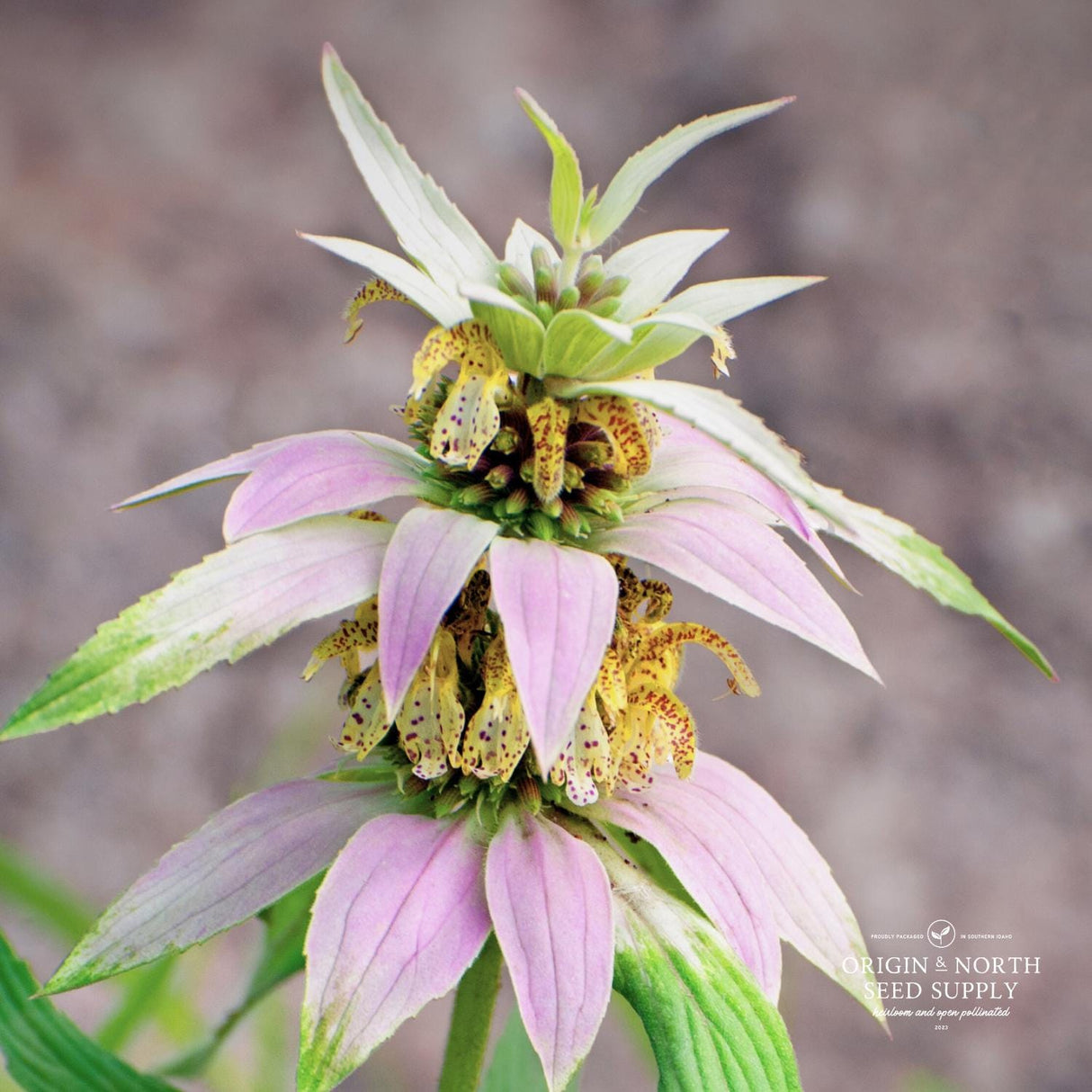 Monarda Seeds - Spotted Bee Balm