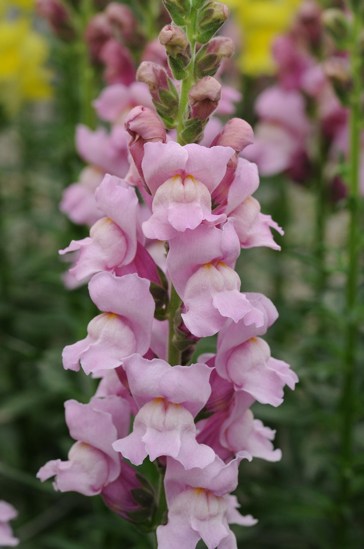 Snapdragon Seeds - Potomac Lavender