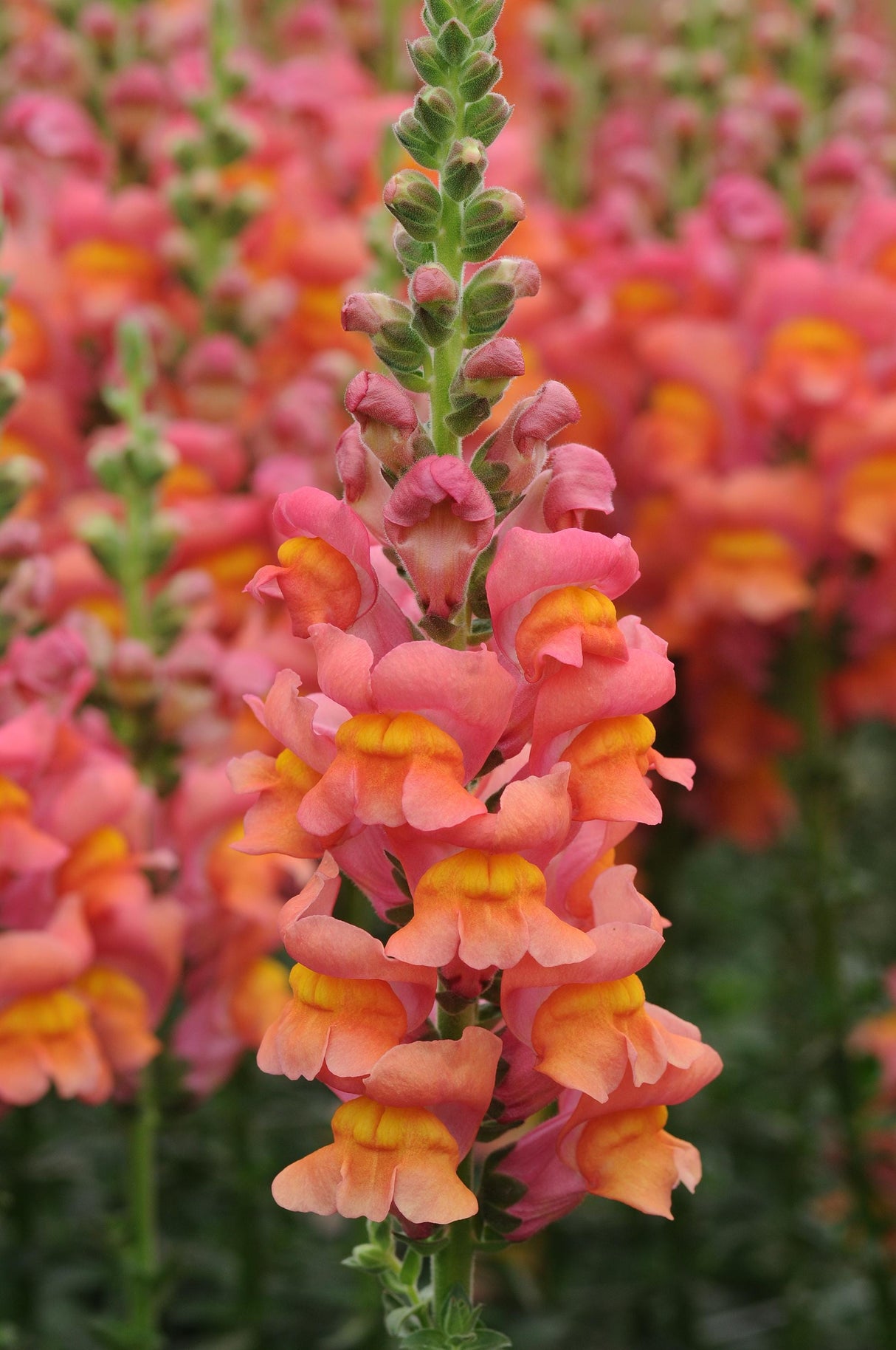 Snapdragon Seeds - Potomac Orange