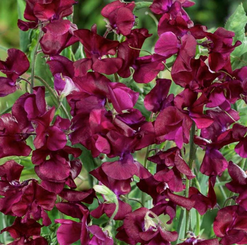 Sweet Pea Seeds - Royal Maroon