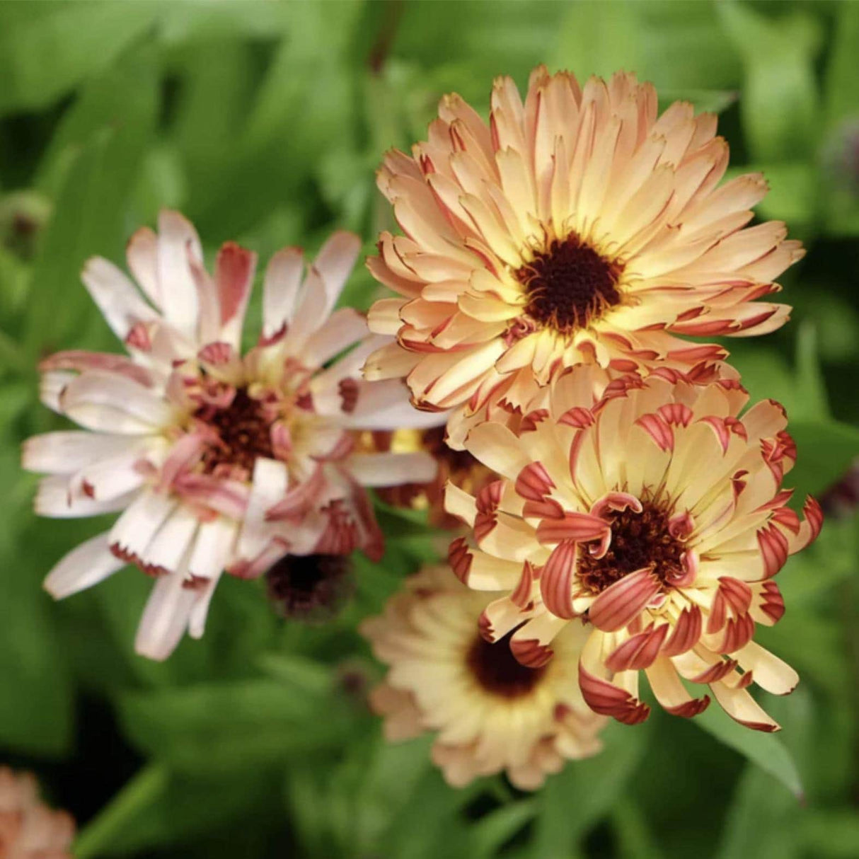 Calendula Seeds - Sunset Bluff
