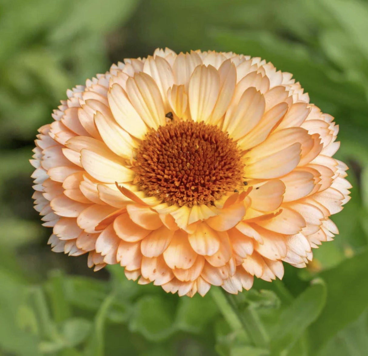 Calendula Seeds - Sunset Bluff