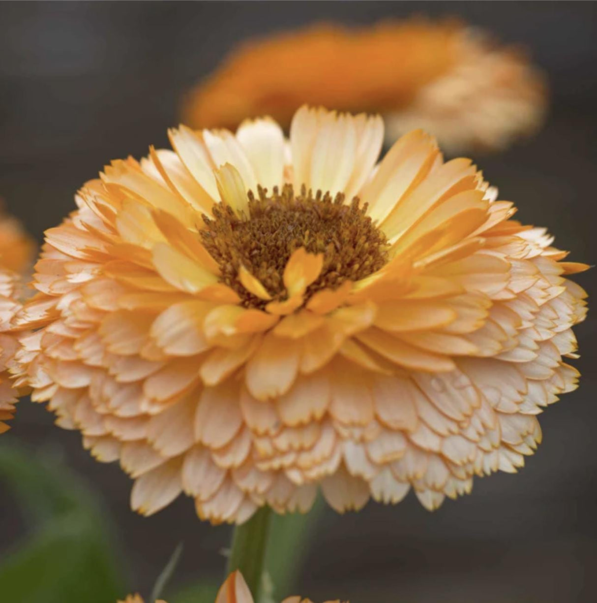 Calendula Seeds - Pink Surprise