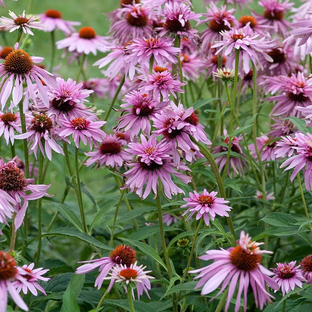 Echinacea Double Decker x 10 Seeds